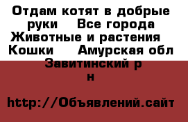 Отдам котят в добрые руки. - Все города Животные и растения » Кошки   . Амурская обл.,Завитинский р-н